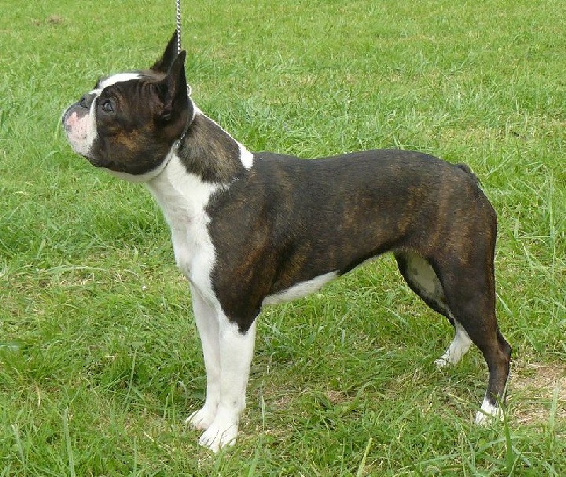 Penn-Sardin Eden breizh